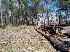 Сосна пицундская 002